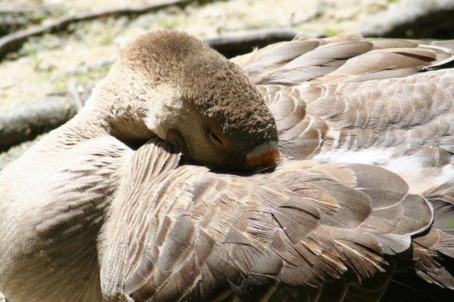 Sleeping Bird in Highlands, North Carolina