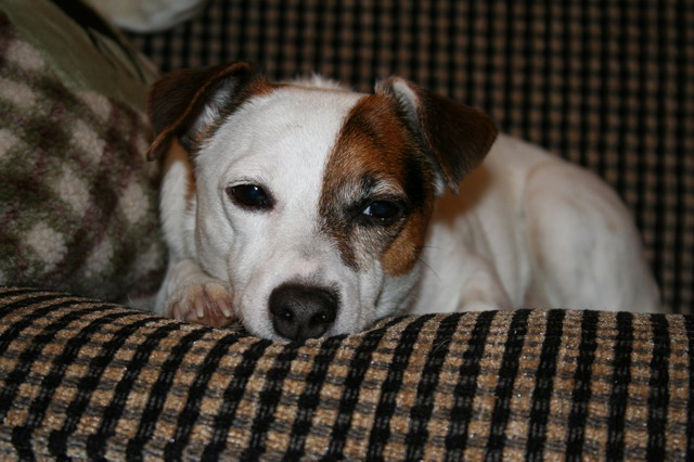 Sleepy Sweetpea in Highlands, North Carolina