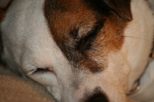 Sleeping Dog in Highlands, North Carolina