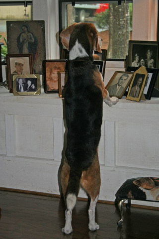 Vigilant Pup in Highlands, North Carolina
