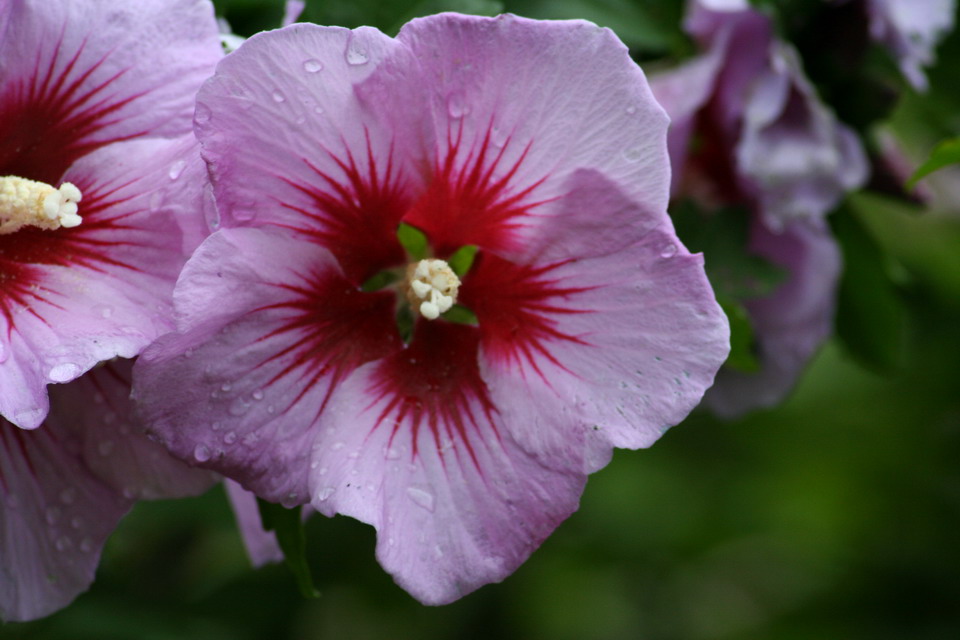 Wet Flower in Highlands, North Carolina