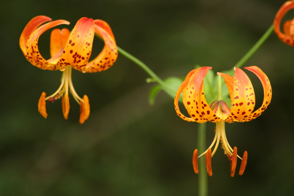 Wildflower in Highlands, North Carolina
