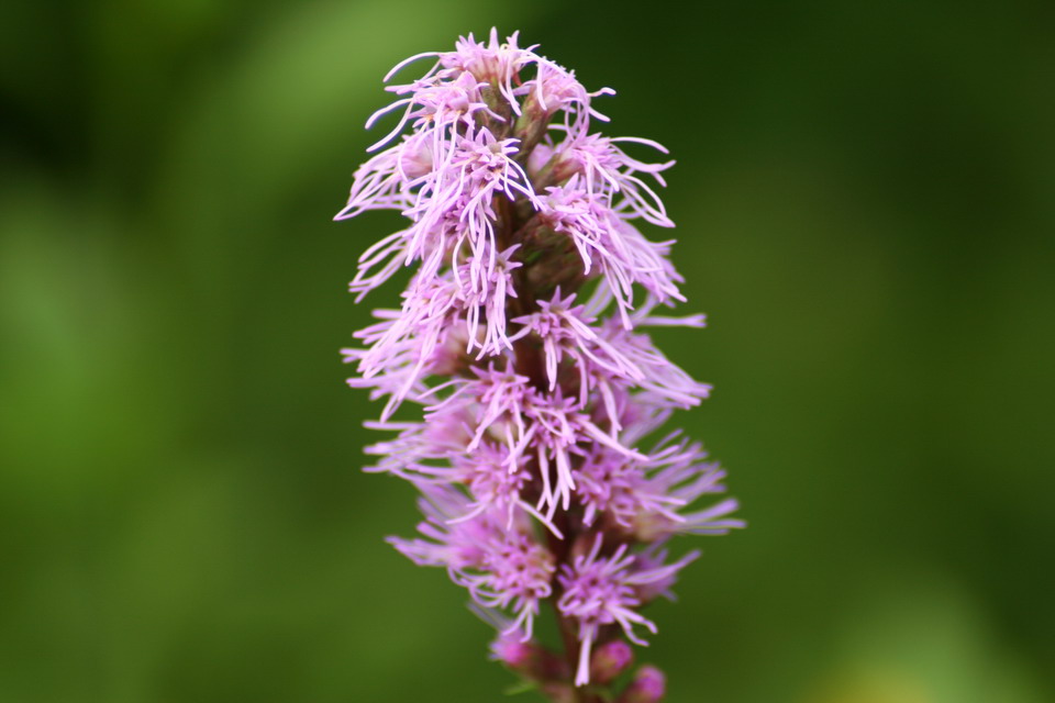 Purple Flowers in Highlands, North Carolina