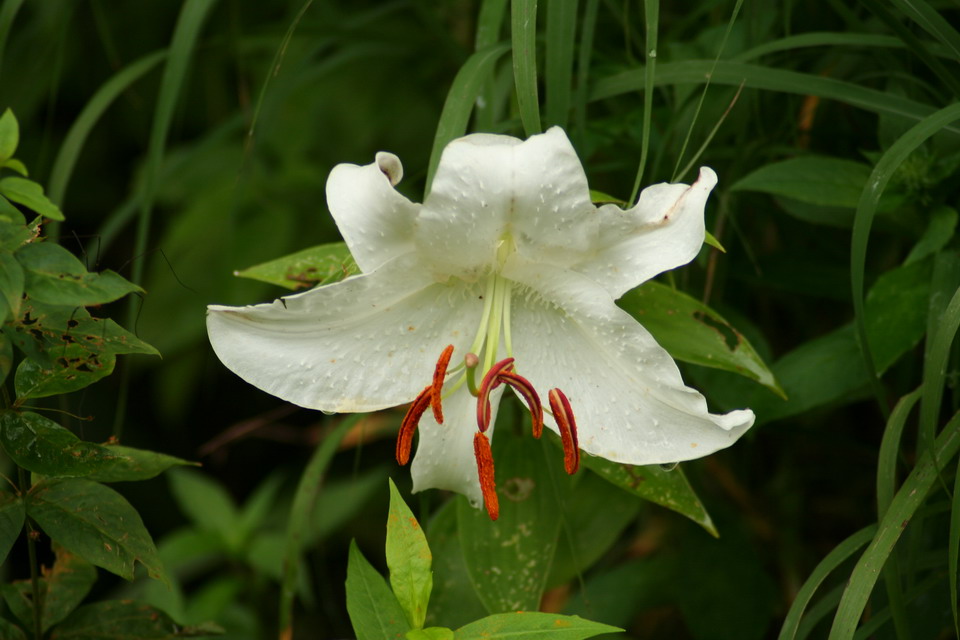 Pretty White Flower in Highlands, North Carolina