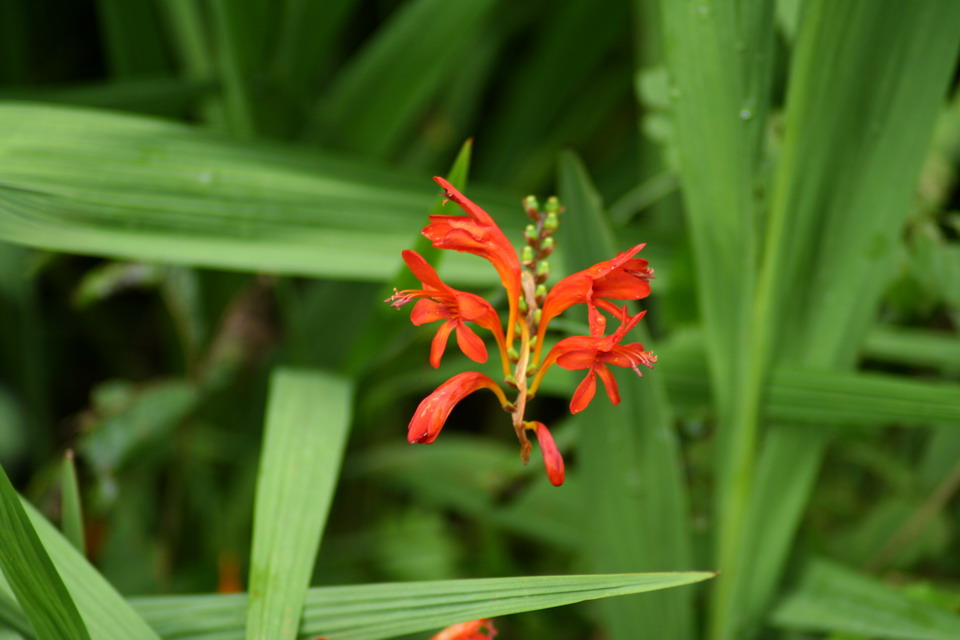 Wildflower in Highlands, North Carolina