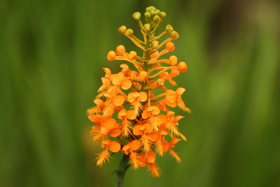 Orange Flower in Highlands, North Carolina