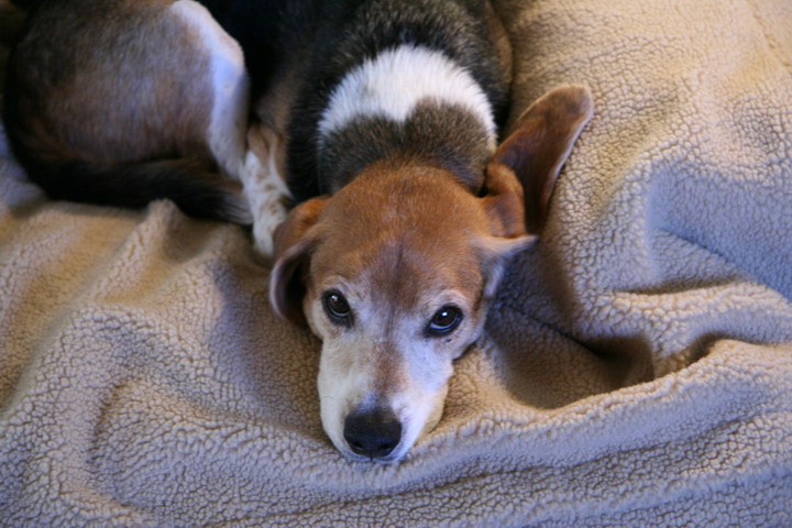 Baileys Sleeping in Highlands, North Carolina