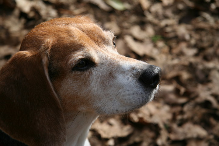 Baileys Again in Highlands, North Carolina
