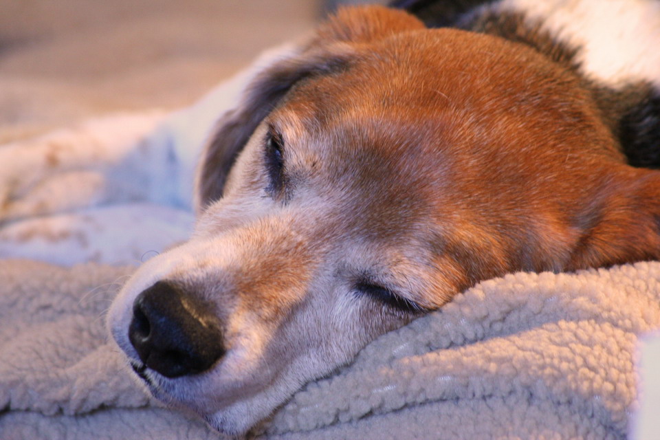 Tired Pup in Highlands, North Carolina