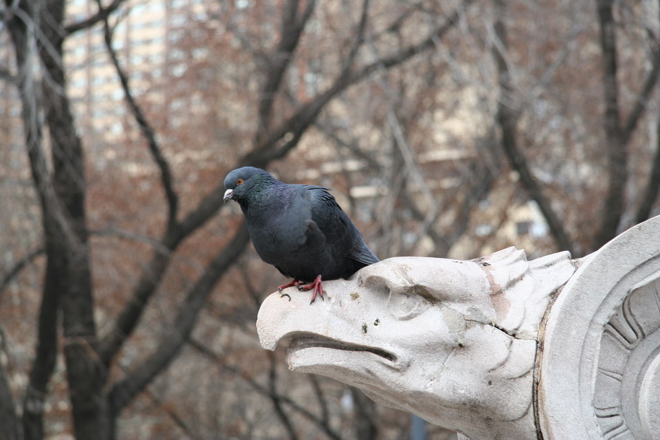 Bird on a Bird in New York, New York