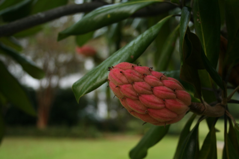 Magnolia Bud in Columbus, Georgia