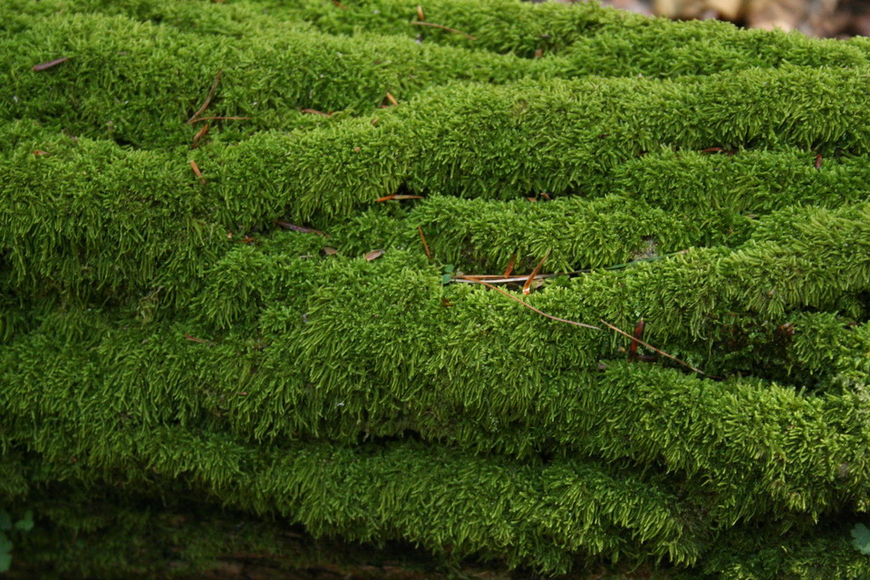 Moss in Highlands, North Carolina
