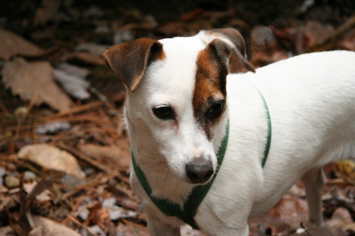 Sweetpea in the Woods in Highlands, North Carolina