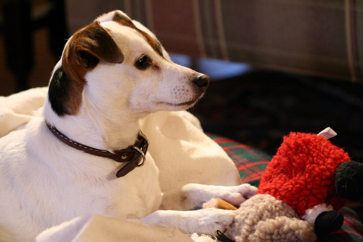 Sweetpea at Christmas in Highlands, North Carolina