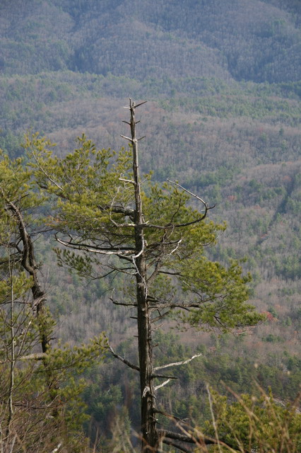Mountian Tree in Highlands, North Carolina