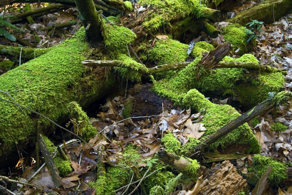 Moss Covered Tree in Highlands, North Carolina