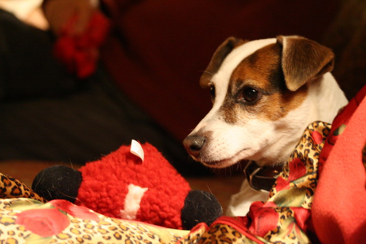 Sweetpea at Christmas in Highlands, North Carolina