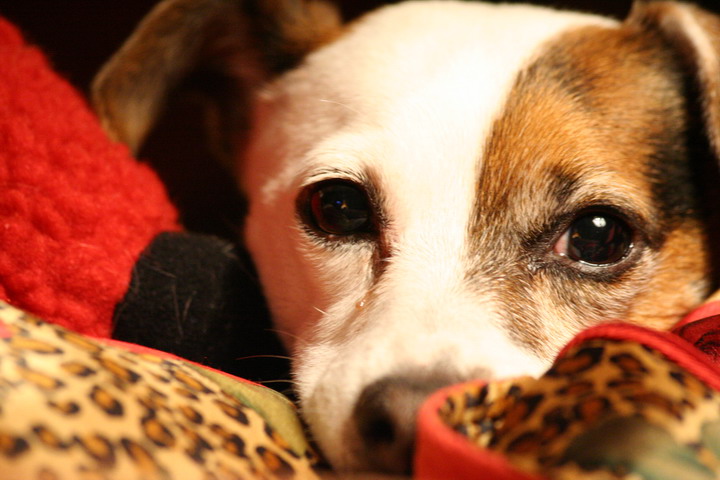Sweetpea Resting in Highlands, North Carolina