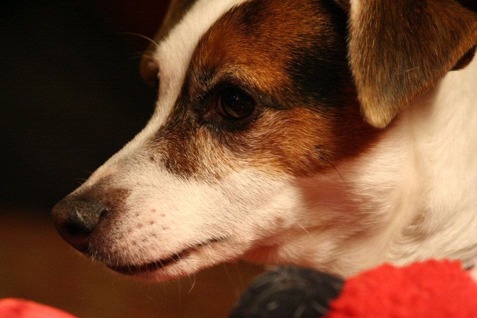 Sweetpea in Profile in Highlands, North Carolina