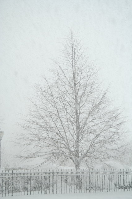 New York Blizzard in New York, New York
