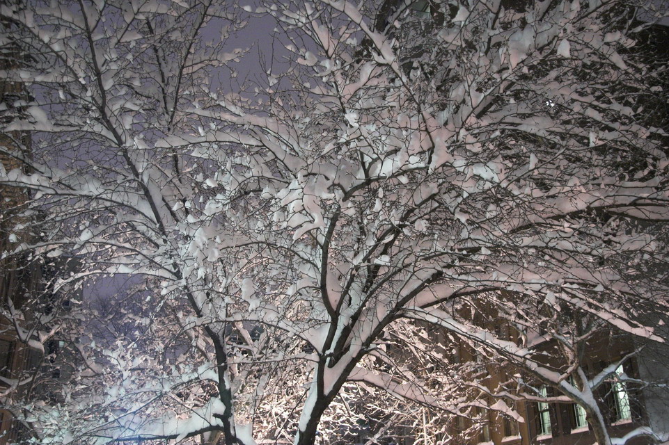 Snow Covered in New York, New York