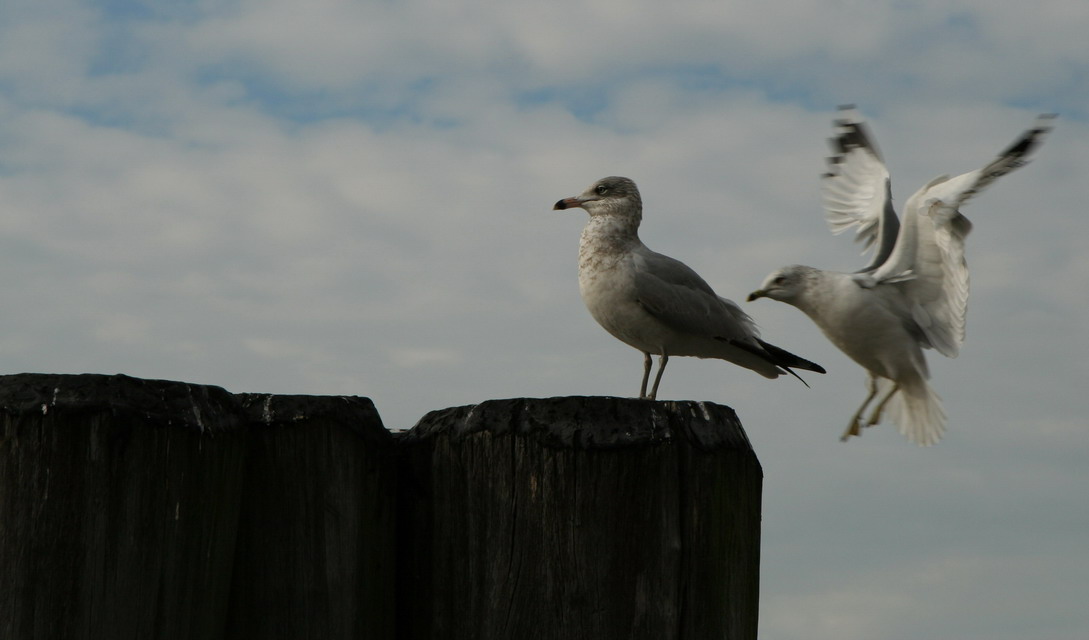 Gulls in New York, New York