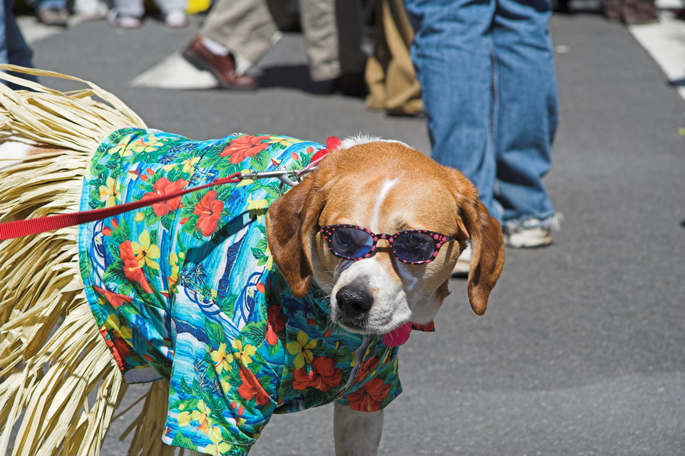 Cool Beagle in New York, New York