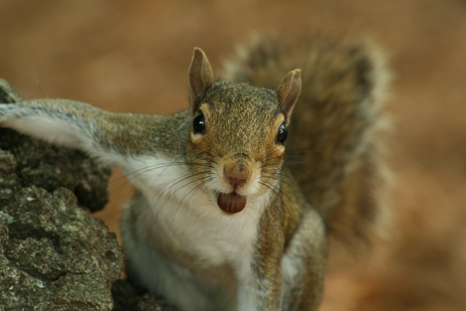 Bright Eyed and Bushy Tailed in Macon, Georgia