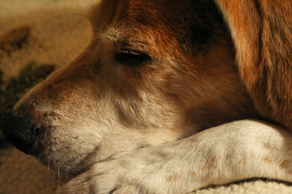 Baileys at Rest in Highlands, North Carolina