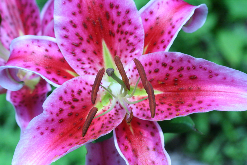 Mountain Flower in Highlands, North Carolina