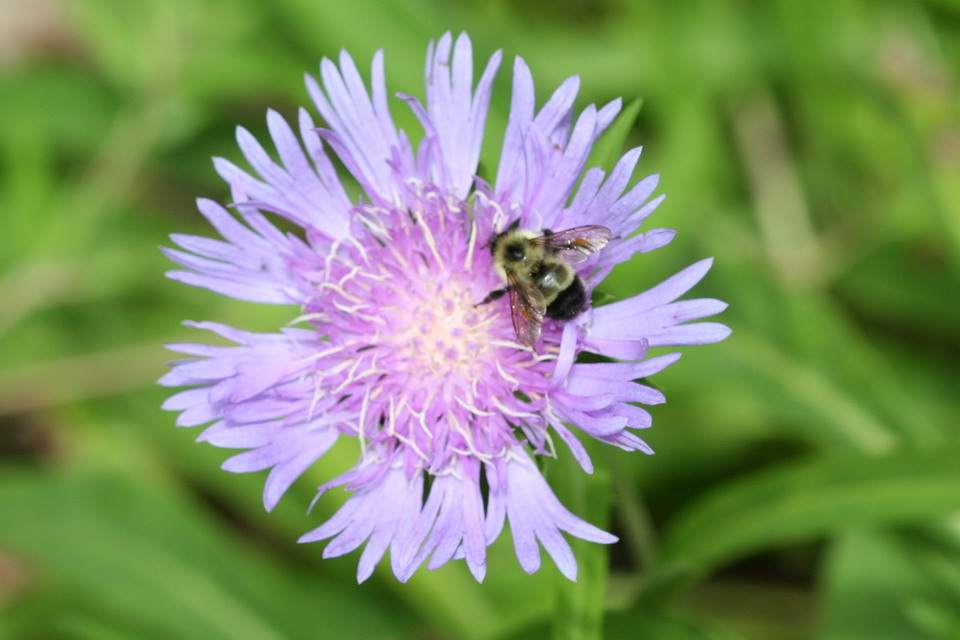 Mountain Bee in Highlands, North Carolina
