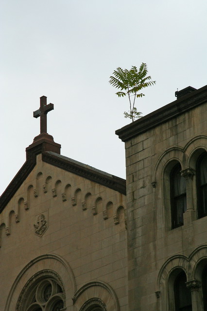 Holy Weed in New York, New York