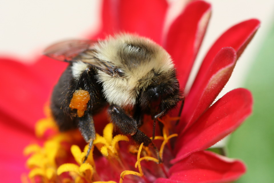 Busy Bee in Highlands, North Carolina