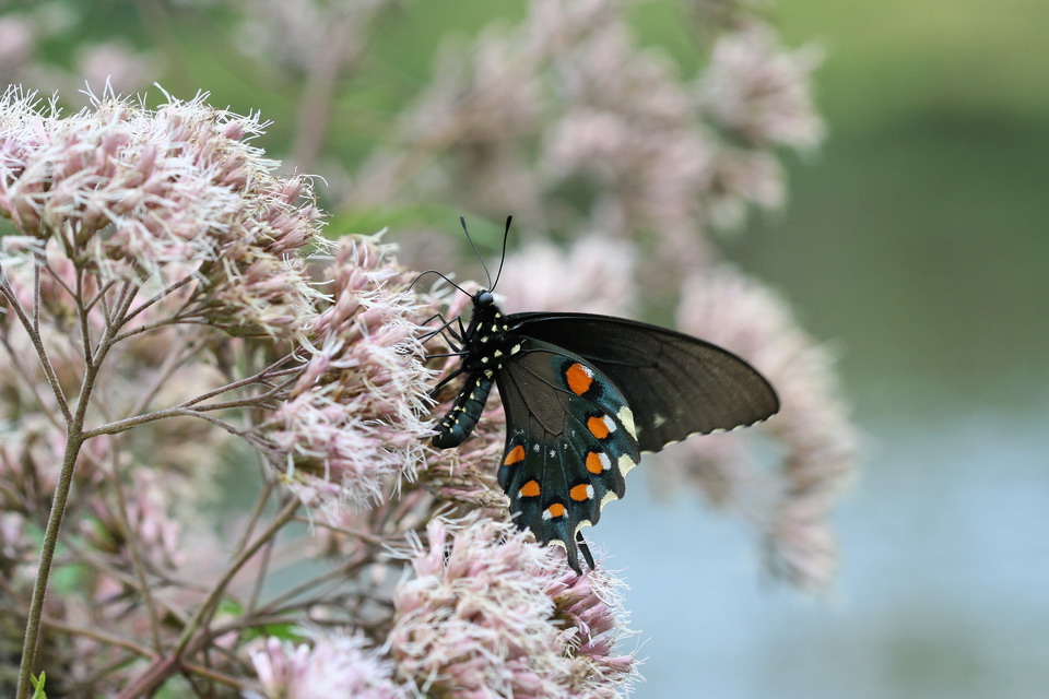 Summer Butterfly in Highlands, North Carolina