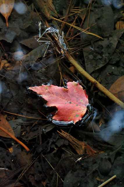 Floating Leaf in Highlands, North Carolina