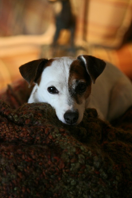 Resting Pup in Highlands, North Carolina
