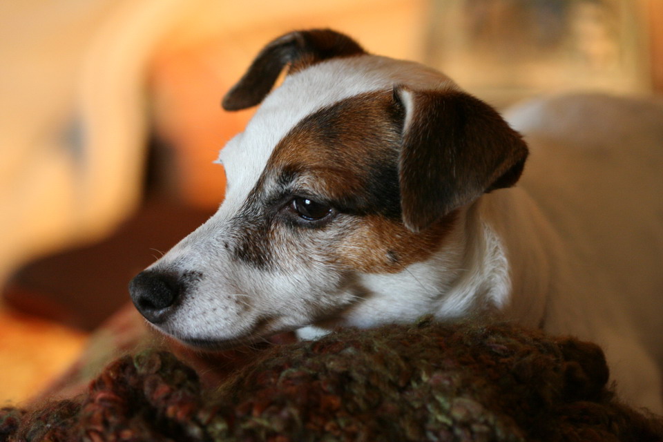 Sweetpea Ponders in Highlands, North Carolina
