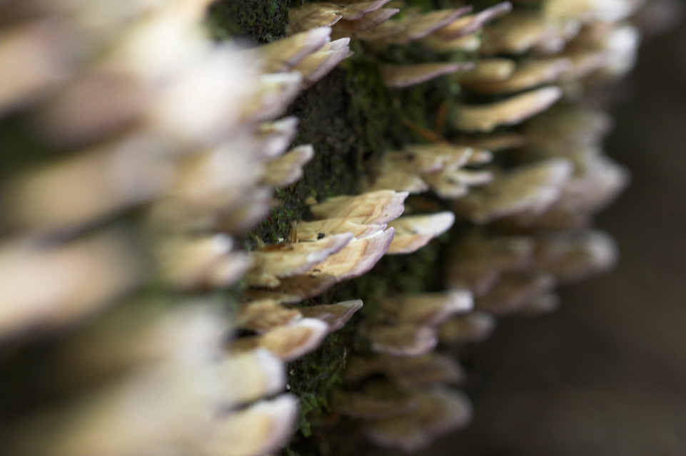 Fungi in Highlands, North Carolina