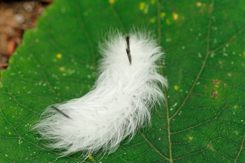 Fuzzy Bug in Highlands, North Carolina