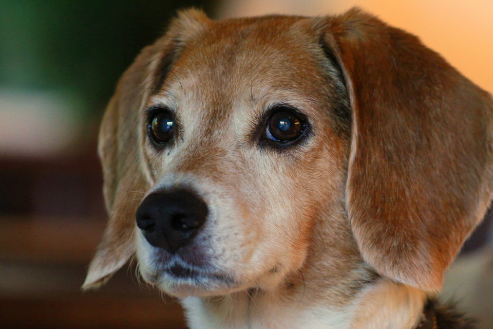 Beagle Portrait in Highlands, North Carolina