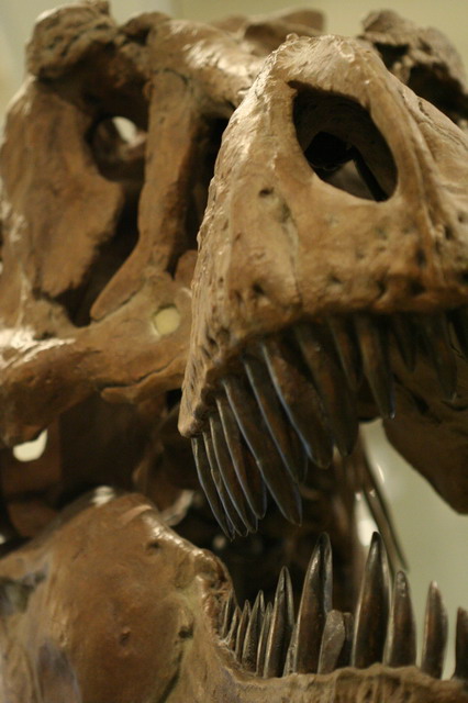 T-Rex in New York, New York