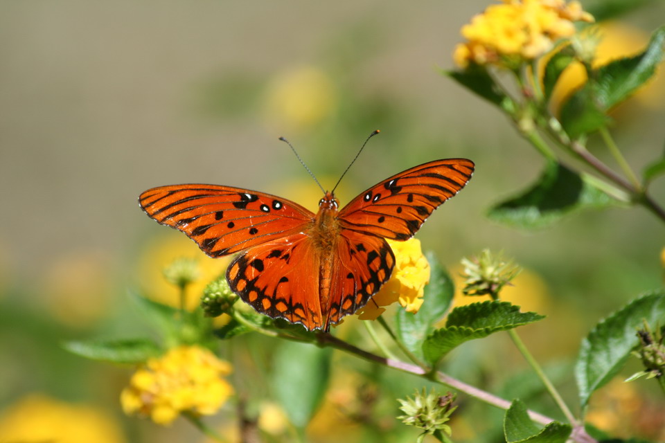 Highlands Butterfly in Highlands, North Carolina