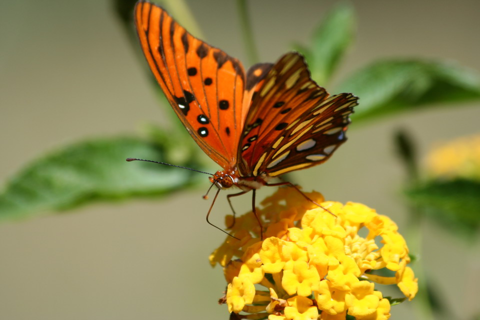 Butterfly Closeup in Highlands, North Carolina