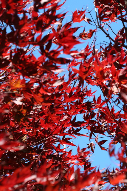 Autumn Leaves in Highlands, North Carolina