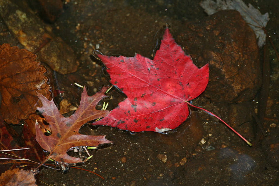 Water Leaf in Highlands, North Carolina