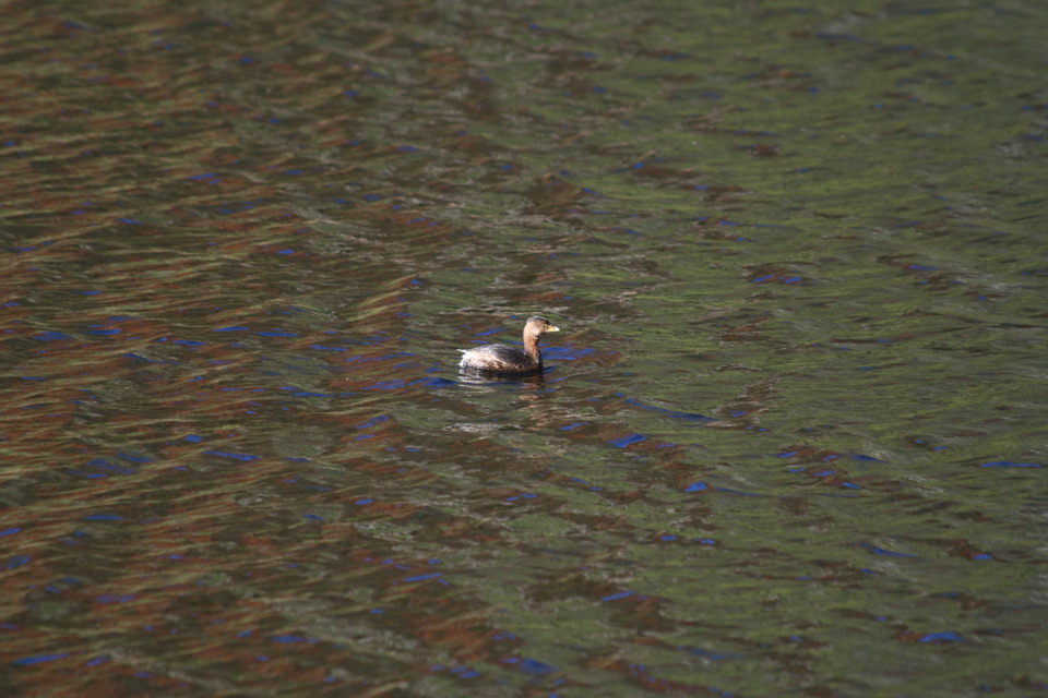 Duck and Reflections in Highlands, North Carolina