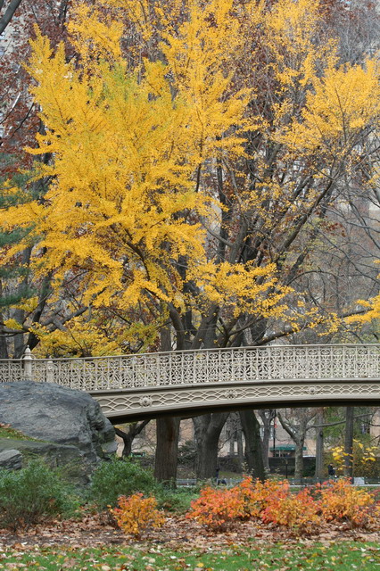 Autumn in Central Park in New York, New York