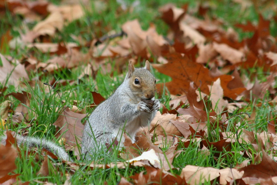 Central Park Squirrel in New York, New York