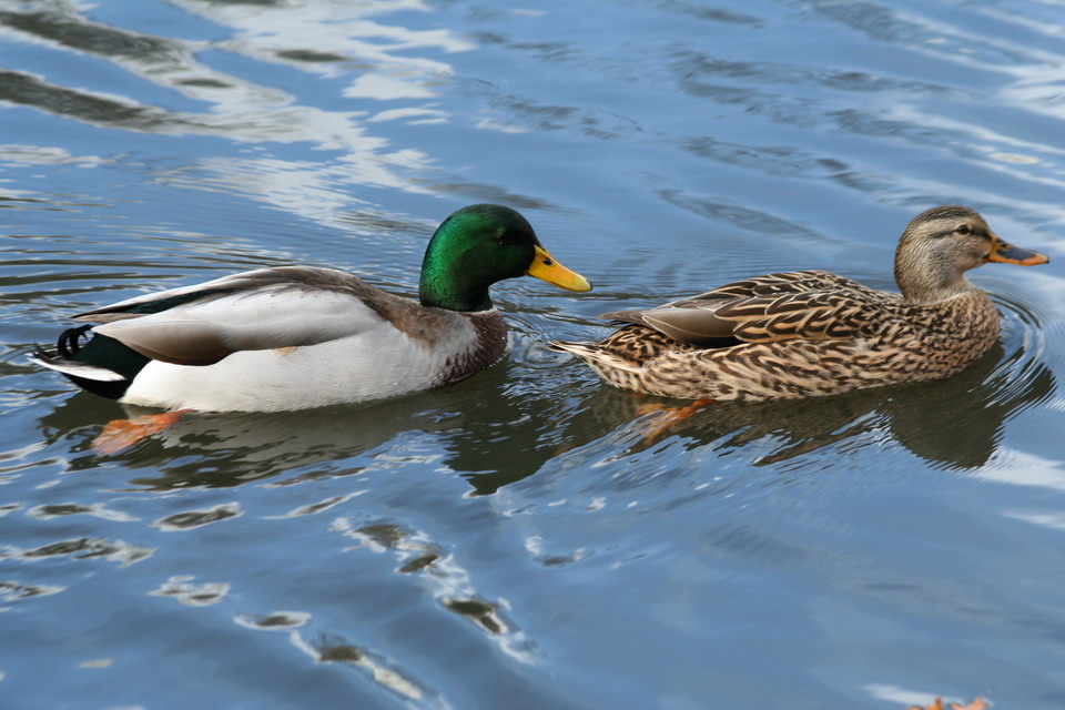 Ducks in Central Park in New York, New York