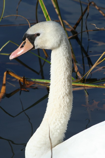 Swan Grace in New York, New York